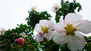 IMGP0224.jpg
